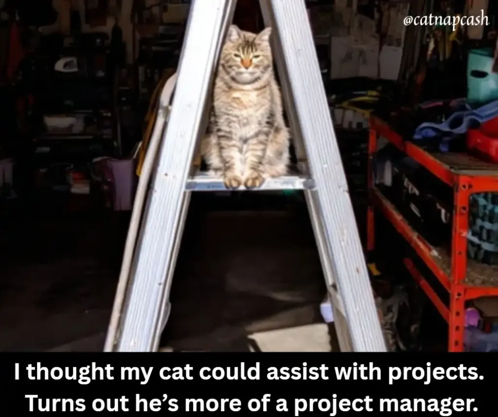 A cat on a ladder in a garage