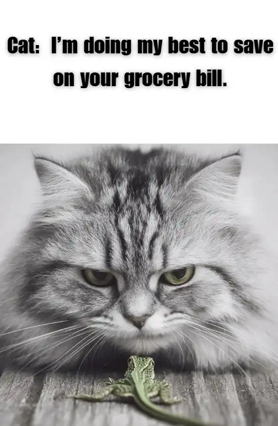 A cat staring at a lizard with text: "Cat: I'm doing my best to save on your grocery bill."