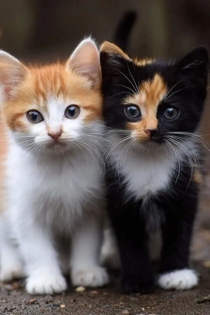 Beautiful orange, white, black pattern kitties