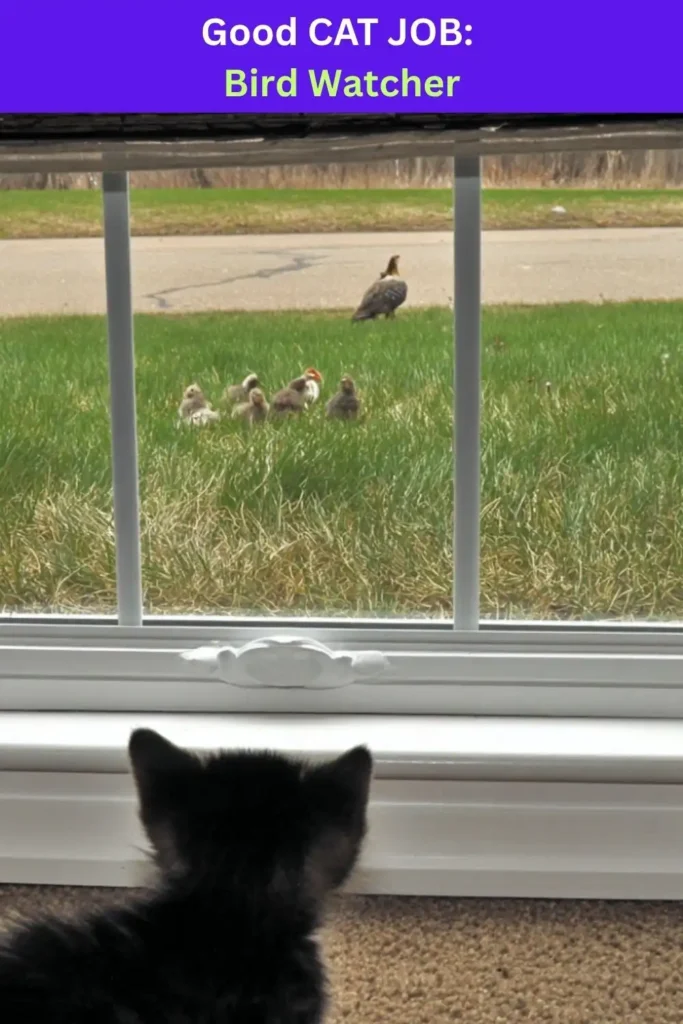 A baby kitten watching birds through the window. Text above: "Good Cat Job: Bird Watcher."