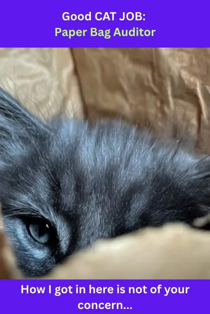 A cute kitten sitting inside of a paper bag with text above: "Good CAT JOB: Paper Bag Auditor." Text below: How I got in here is not of your concern."