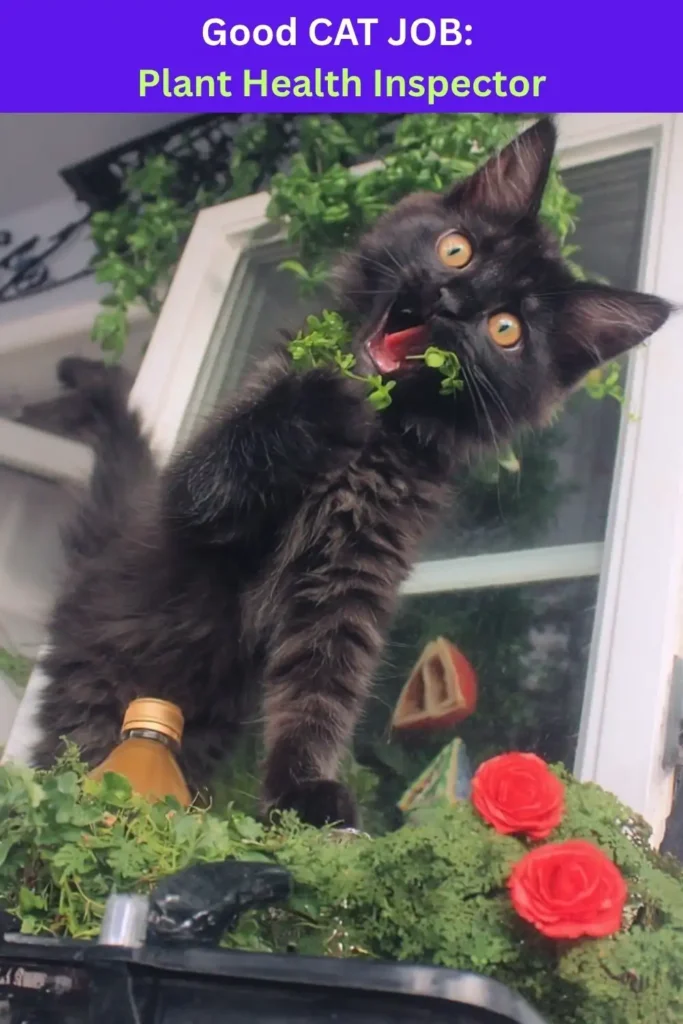 Black bombay kitten making a silly face and eating part of a plant with text above: "Good Cat Job: Plant Health Inspector"
