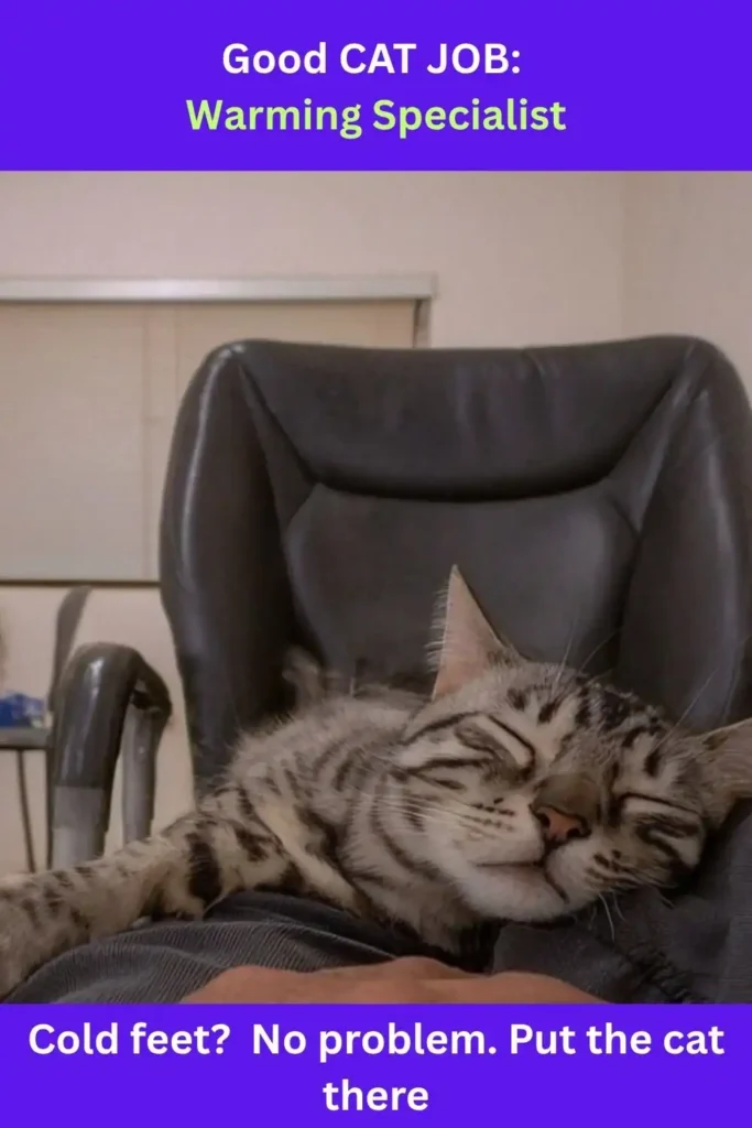 A cute tabby cat sleeping in an office chair with text above "Good Cat Job: Warming Specialist." Below text: "Cold feet? No problem. Put the cat there."