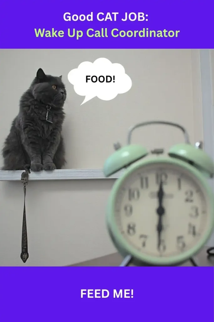A black fluffy cat with text: "Good Cat Job: Wake Up Call Coordinator."