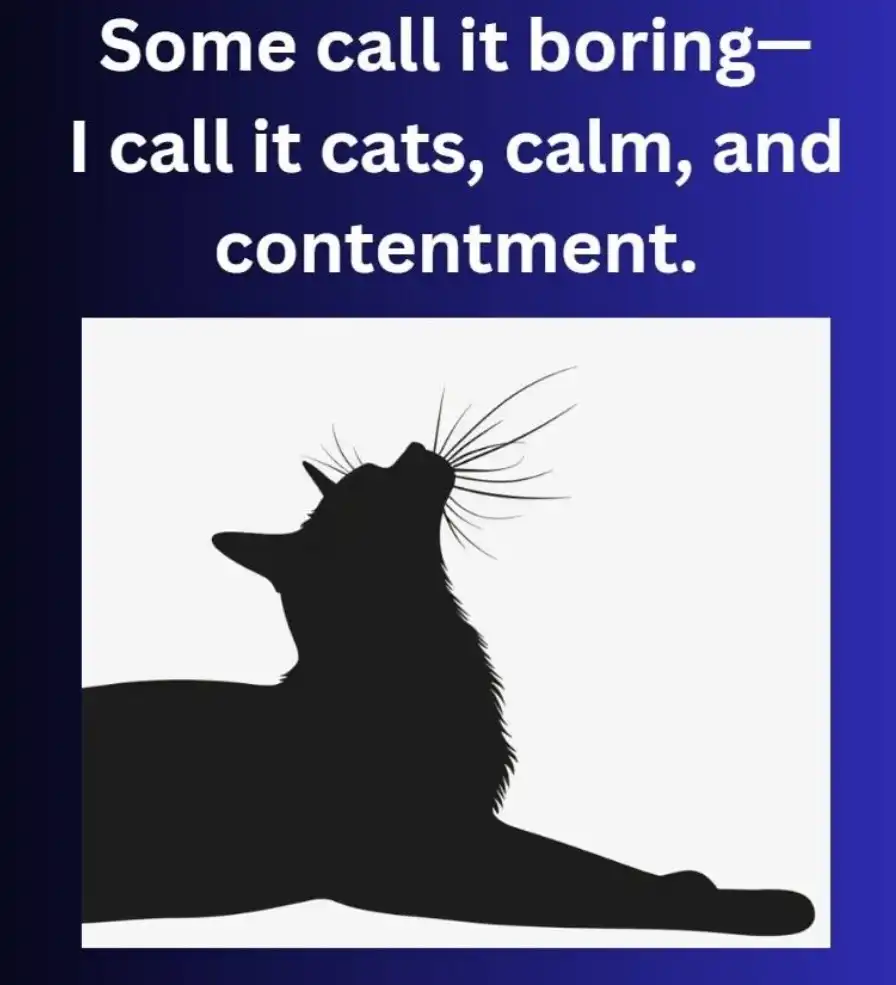 black cat silhouette looking up with text: "Some call it boring - I call it cats, calm, and contentment.