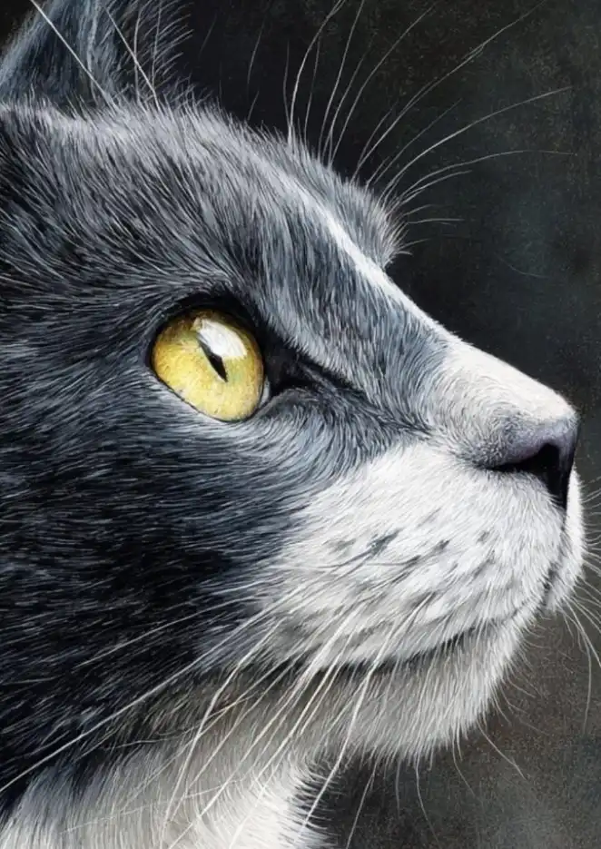 Gray and white fur cat with yellow eyes. Side profile.