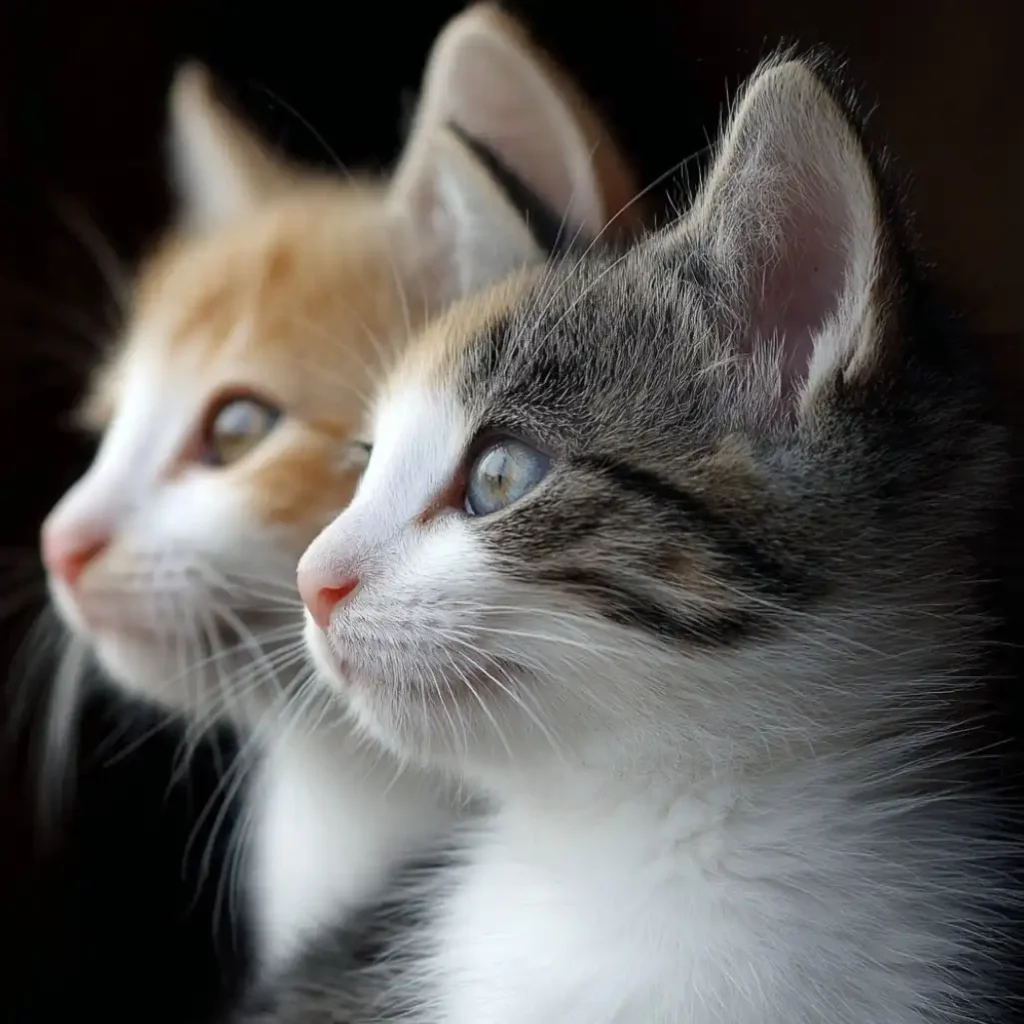 two kittens (one orange and one white/brown) smiling and turned to side profile