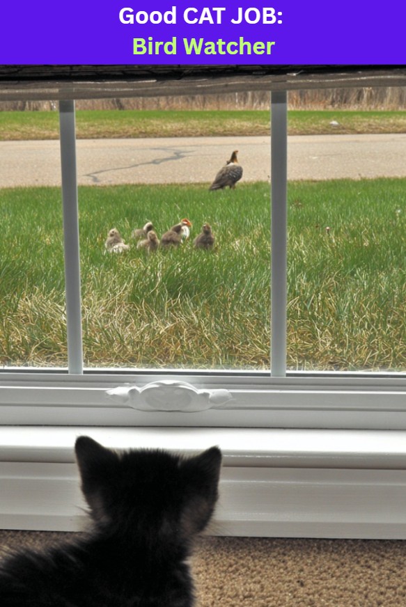 A black cat looking out the window at birds in the grass