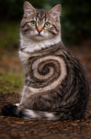 A fluffy brown tabby cat with green eyes sits upright outdoors, facing the camera. Its fur features a striking spiral pattern on its side, with darker and lighter stripes forming a swirl against its thick coat.