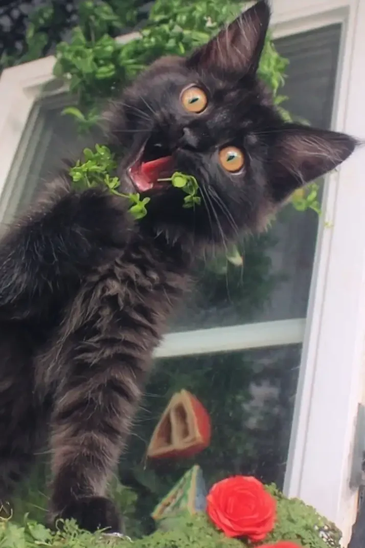 Black bombay kitten making a silly face and eating part of a plant with text above: "Good Cat Job: Plant Health Inspector"