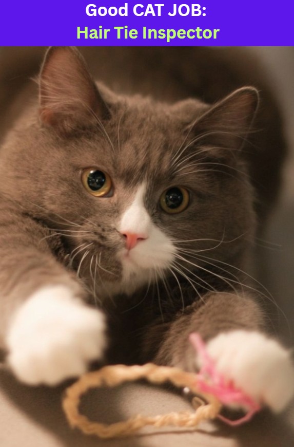 A cat reaching out for a hair tie with text: Good Cat Job Hair Tie Inspector