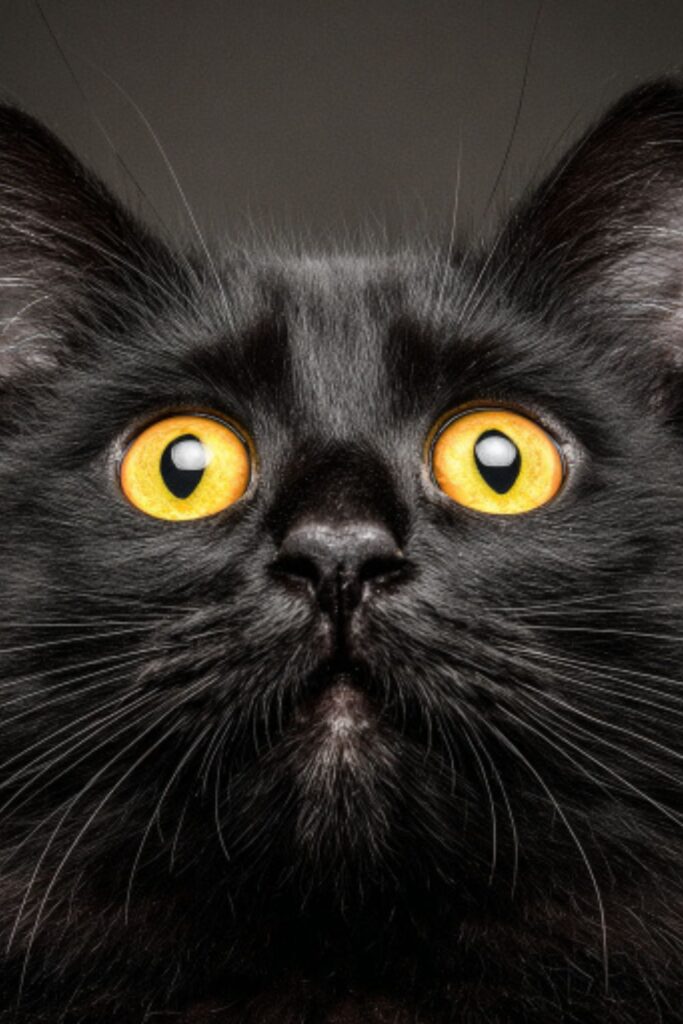 black cat profile pic selfie staring and concerned face with yellow eyes