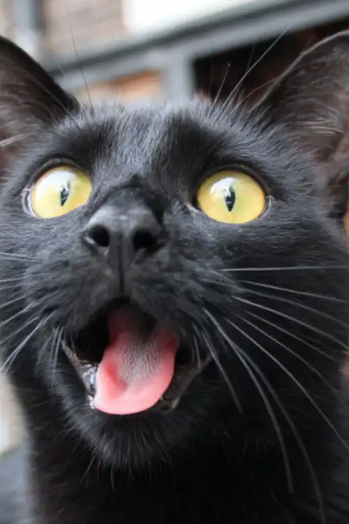black cat with yellow eyes, mouth wide open, and tongue out