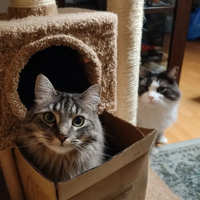 Cat sitting in a box next to a cat tree (cat won't use cat tree) next to another cat looking at the cat tree