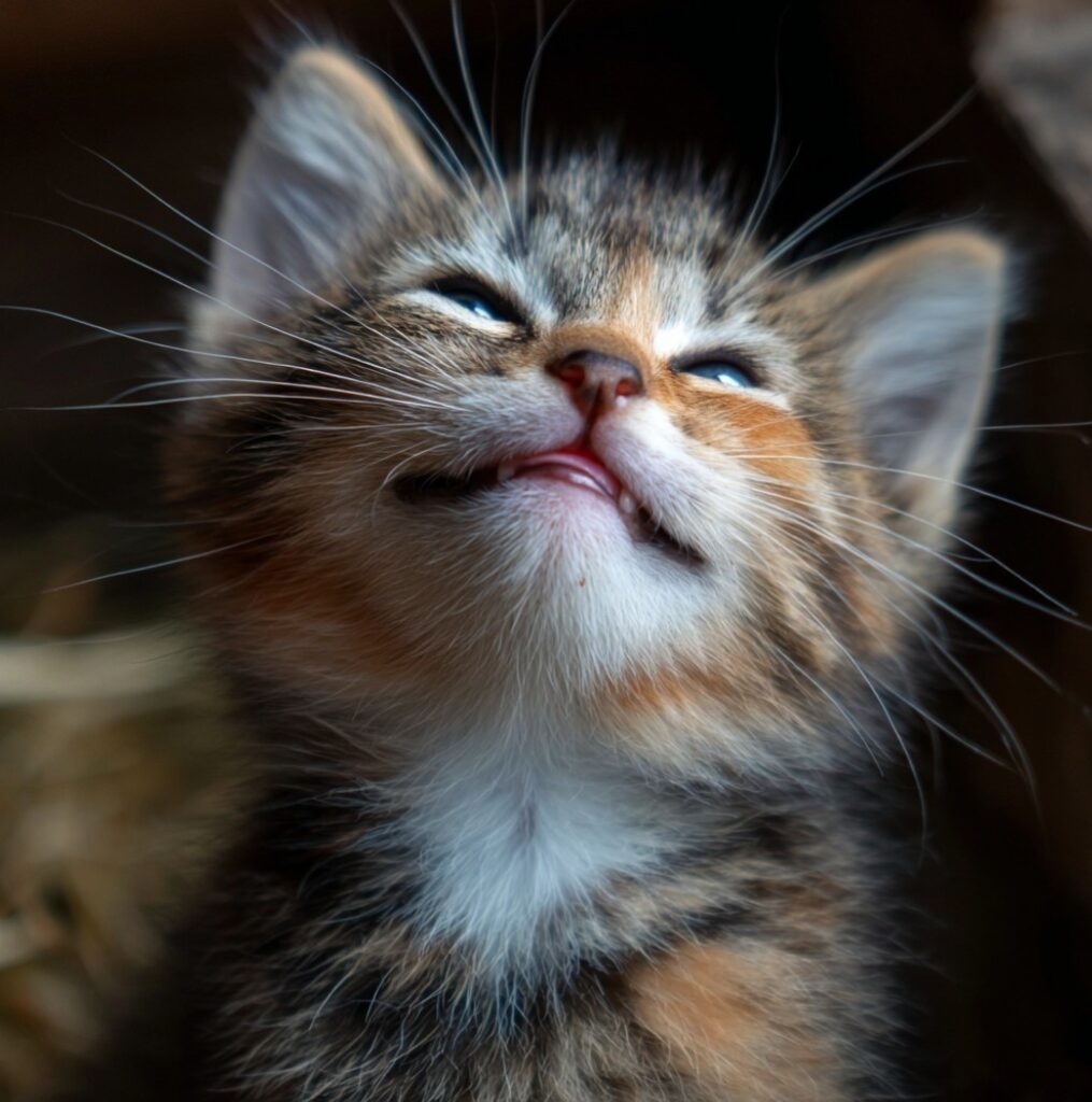 orange and black smiling kitten and smirking up