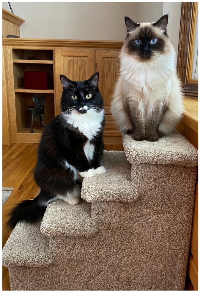 four step pet stairs with tuxedo and siamese cat