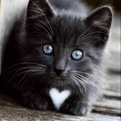 Close-up of a small gray kitten with soft fur and bright blue eyes, lying on a wooden surface. The kitten has a distinctive white, heart-shaped patch on its chest and long white whiskers, and it’s looking directly at the camera.