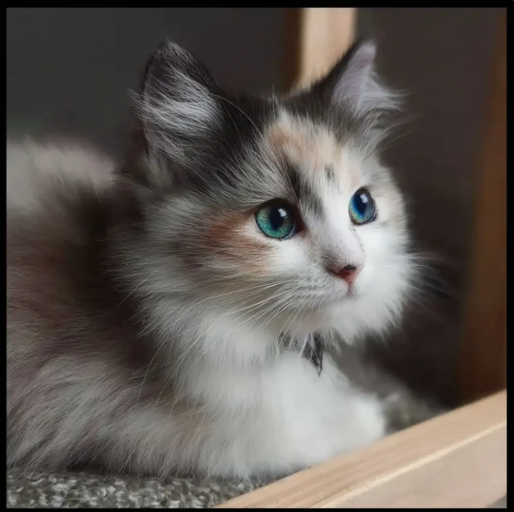 white cat with black/brown hints in fur, blue eyes