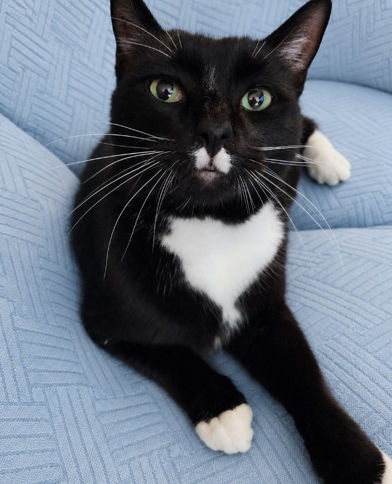 black and white tuxedo cat with big whiskers
