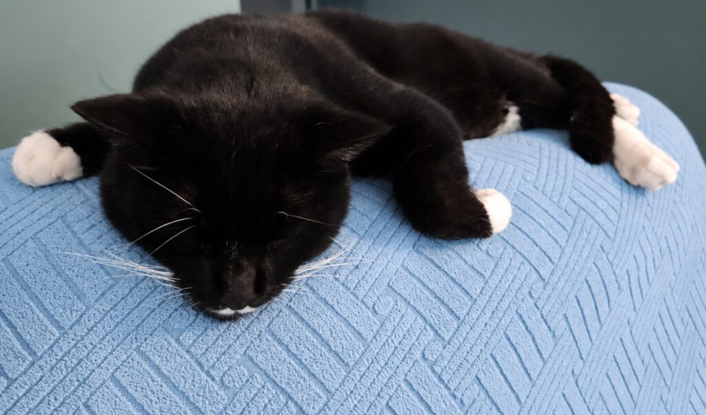 tuxedo cat laying on top of the couch asleep